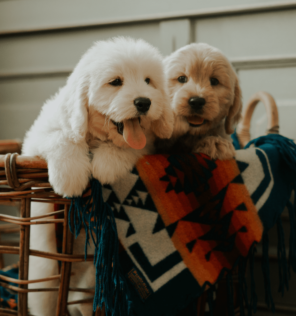 two miniature English teddy bear golden doodle puppies in a basket with a Native American blanket