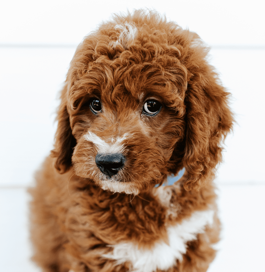 Red and white parti colored f1 mini goldendoodle puppy