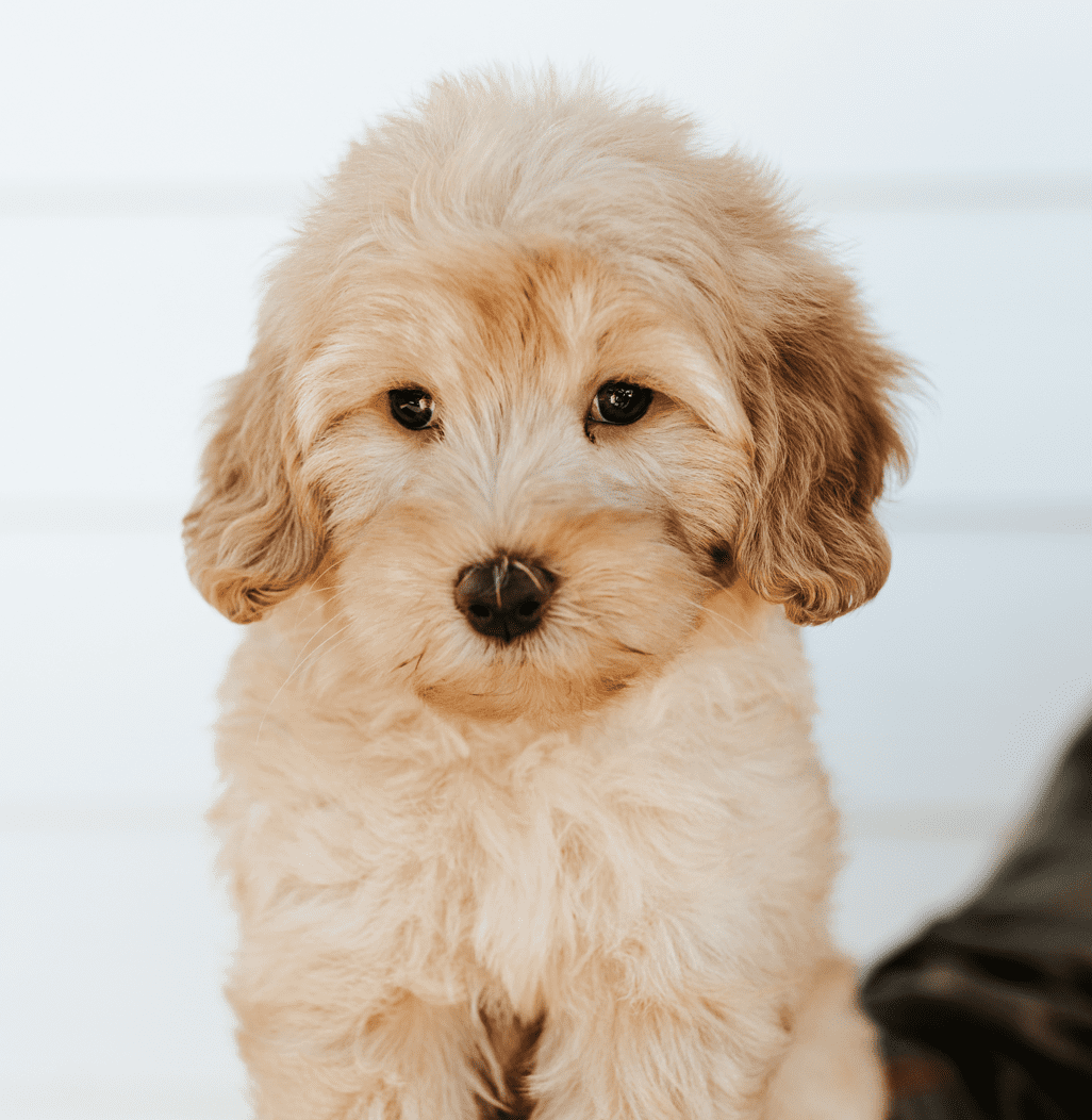 Tan F1 English Teddybear Goldendoodle Puppy