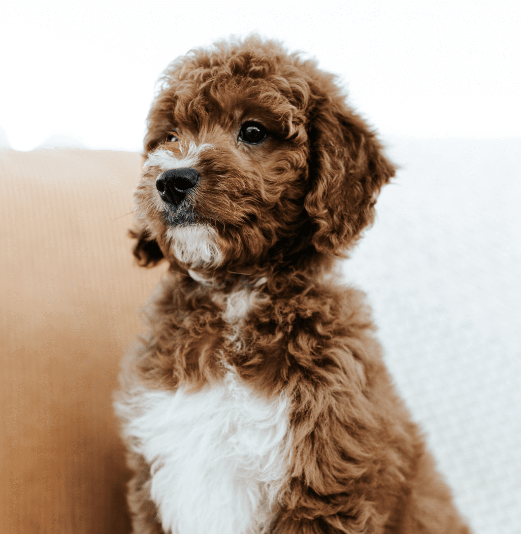 F2B red mini Teddy bear Golden Doodle