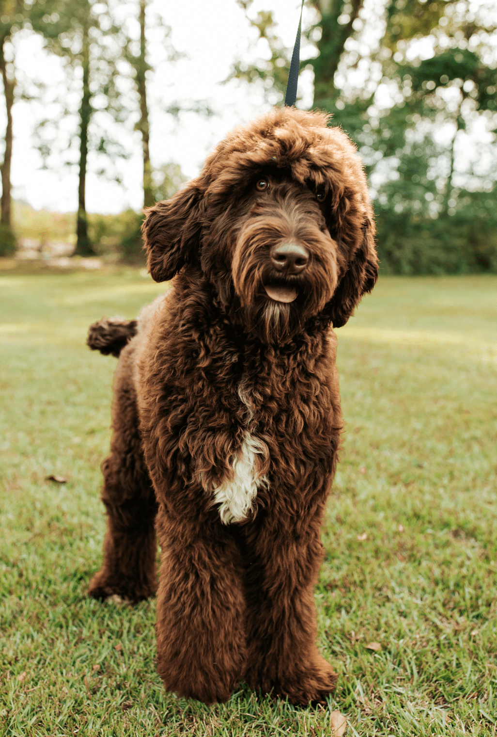 giant chocolate teddy bear schnoodle