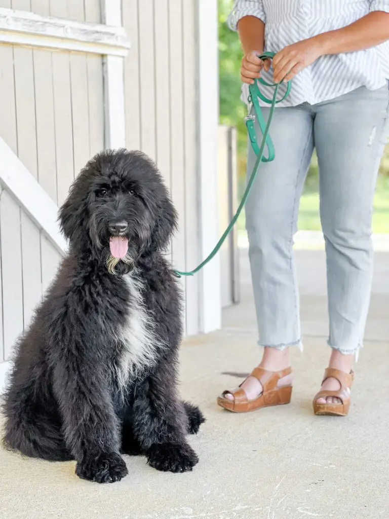 Giant Teddy Bear Schnoodle