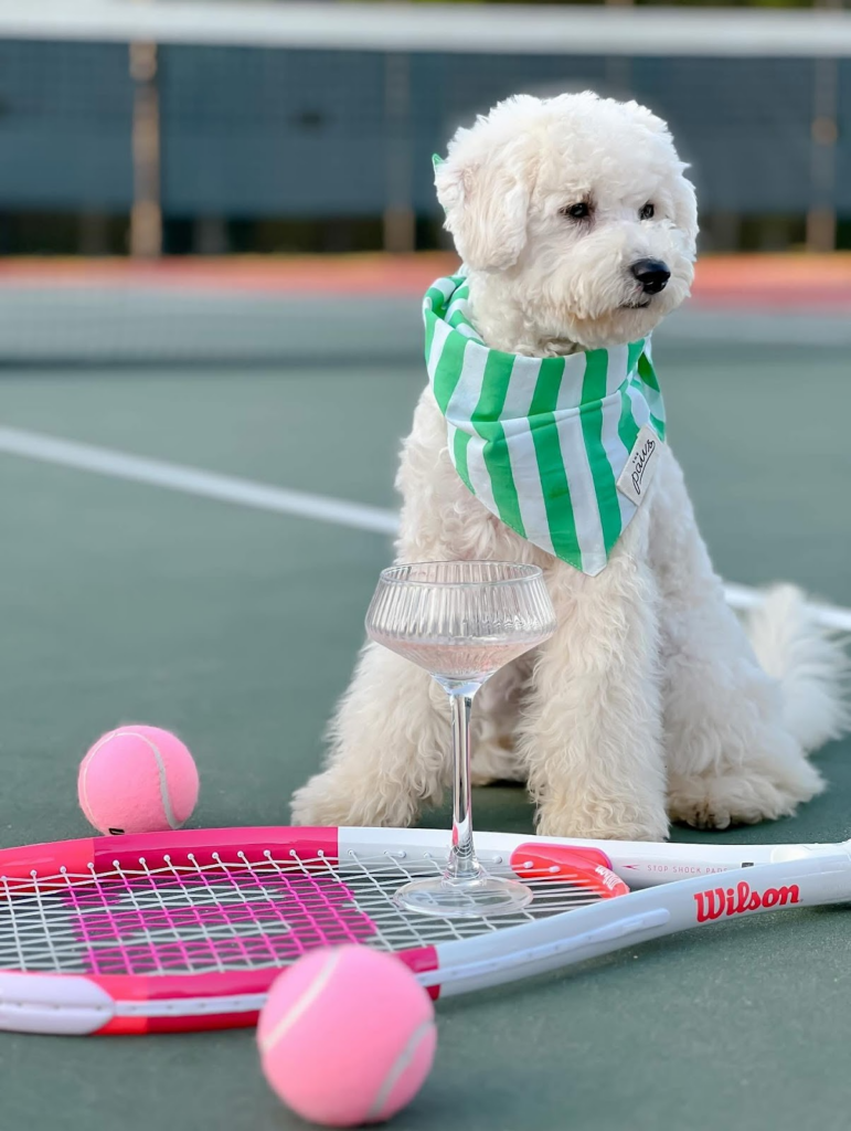 Parents – Teddy Bear Goldendoodle Ladies