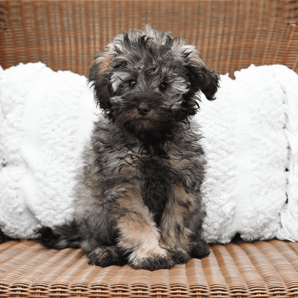 Multi-Gen Teddy Bear Goldendoodles