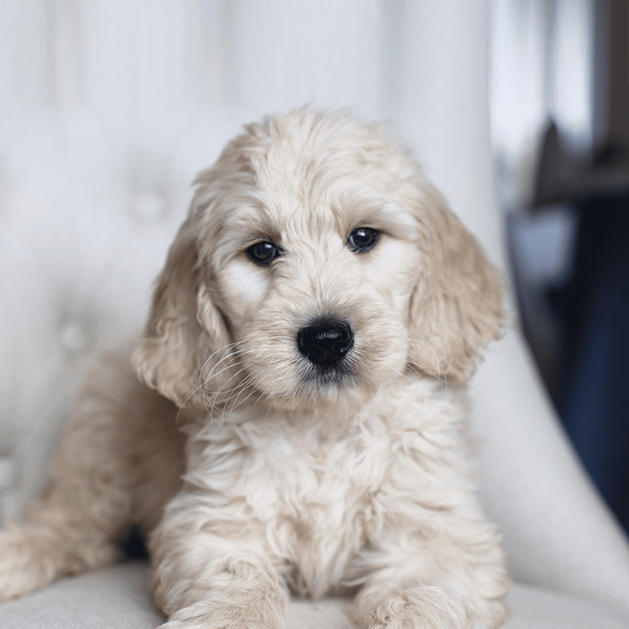 White F1 English Teddy Bear Goldendoodle Mini