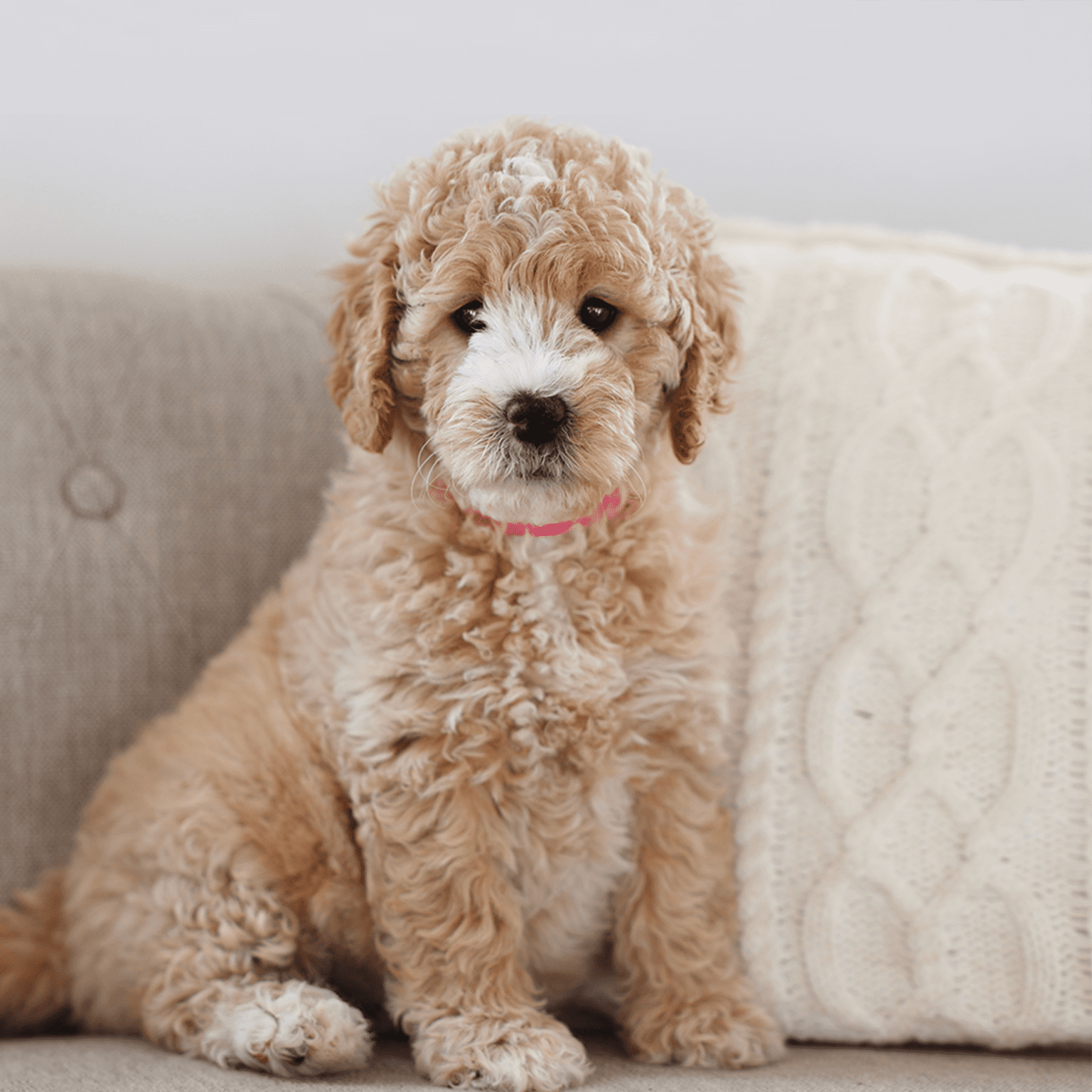 Tan and white F1B English Teddy bear goldendoodle puppy