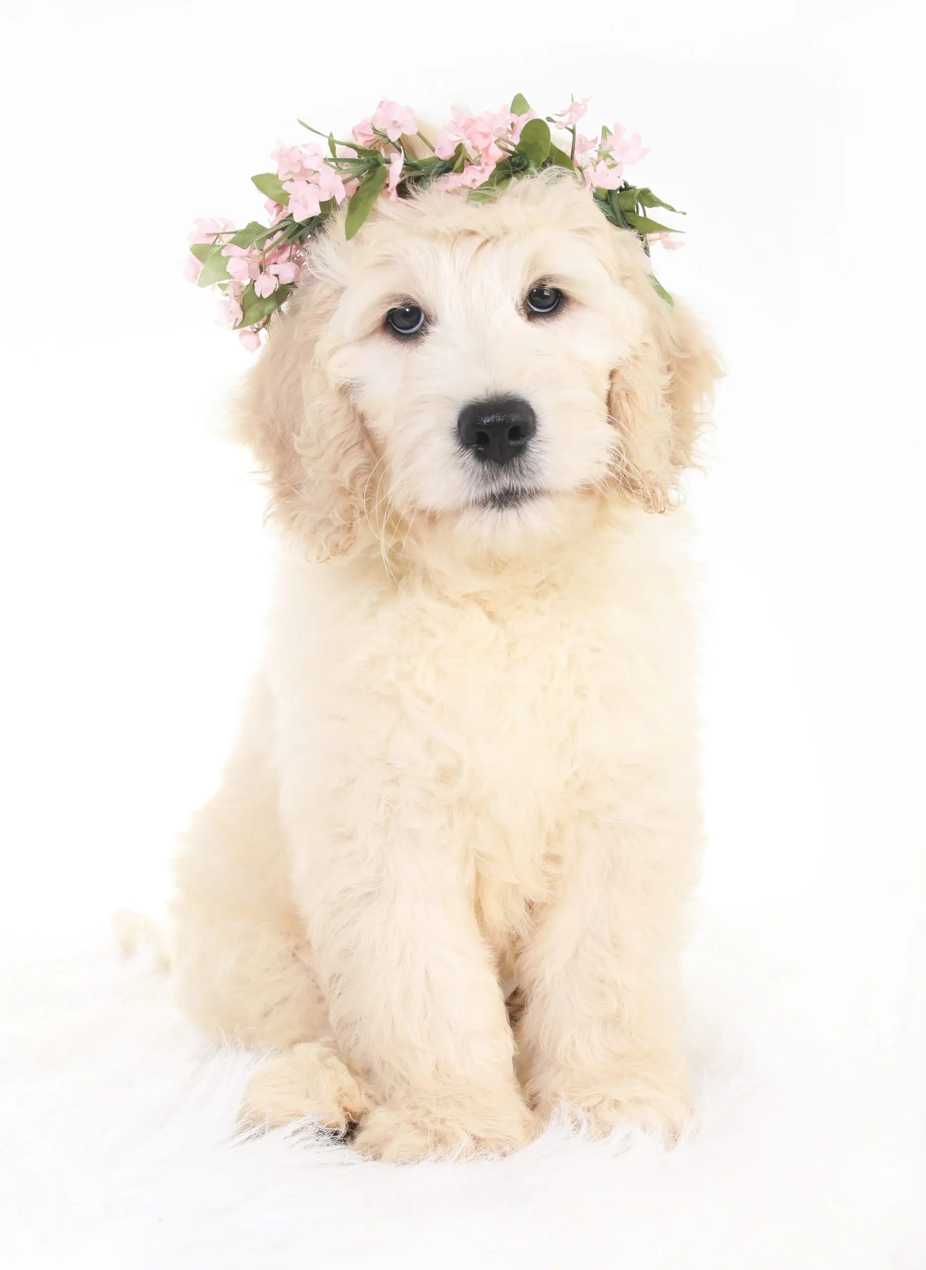pretty miniature white English teddy bear golden doodle with flowers on her head