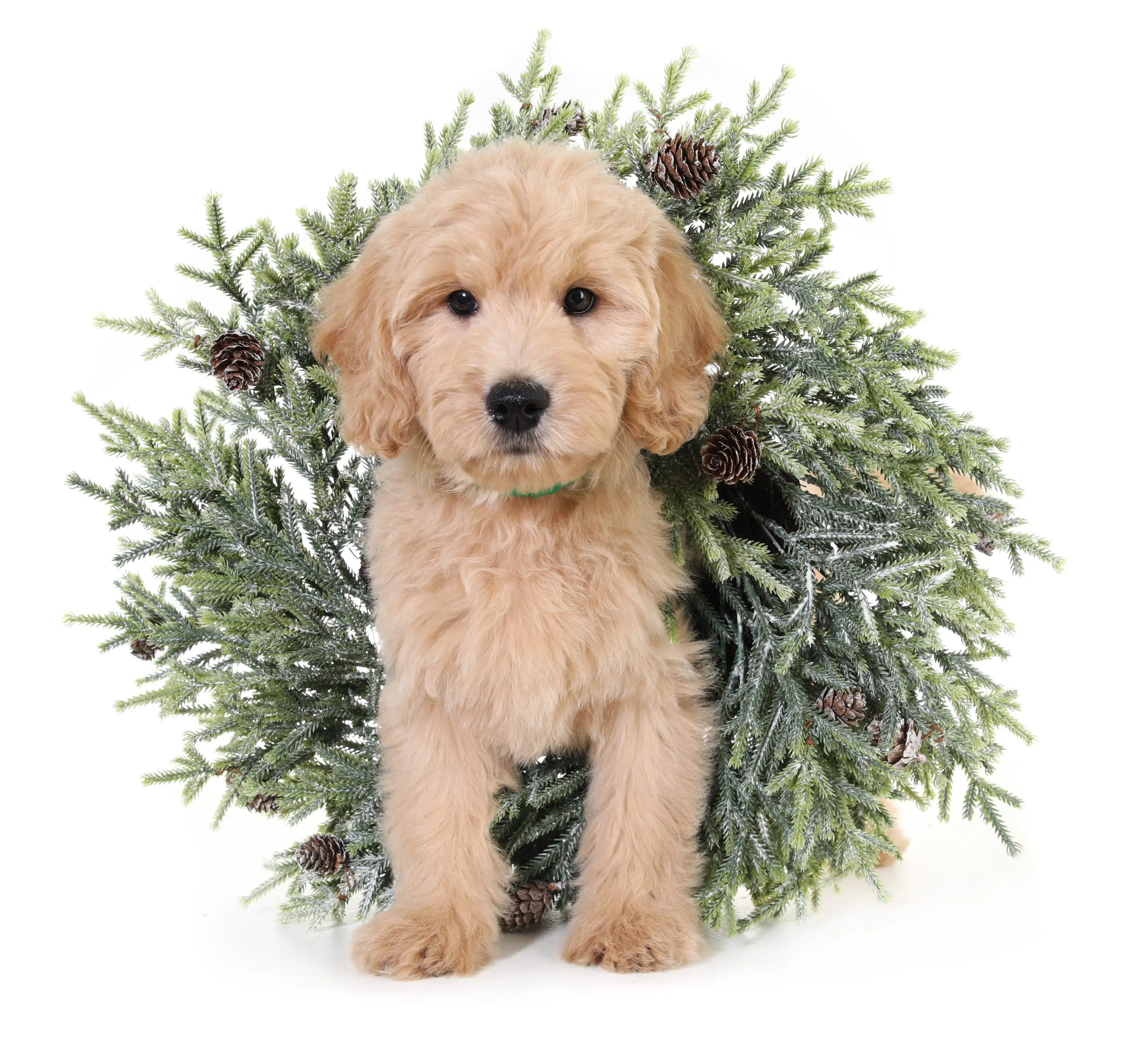 a miniature English teddy bear goldendoodle puppy with a Christmas wreath behind him