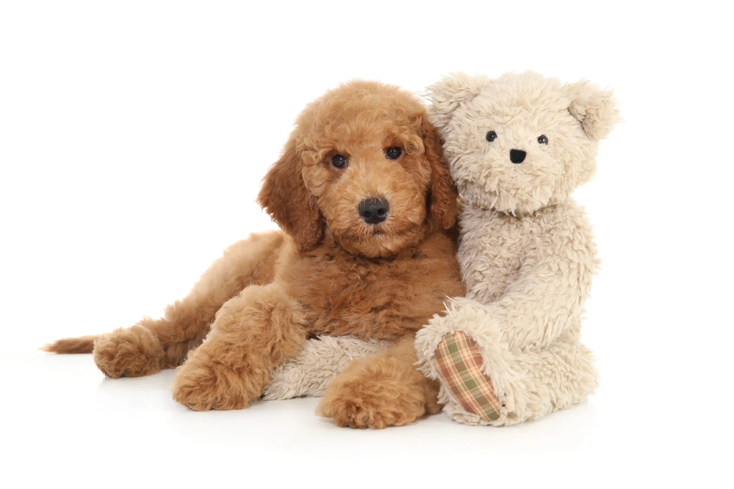 Pawtography Photos Teddy Bear Golden Doodles