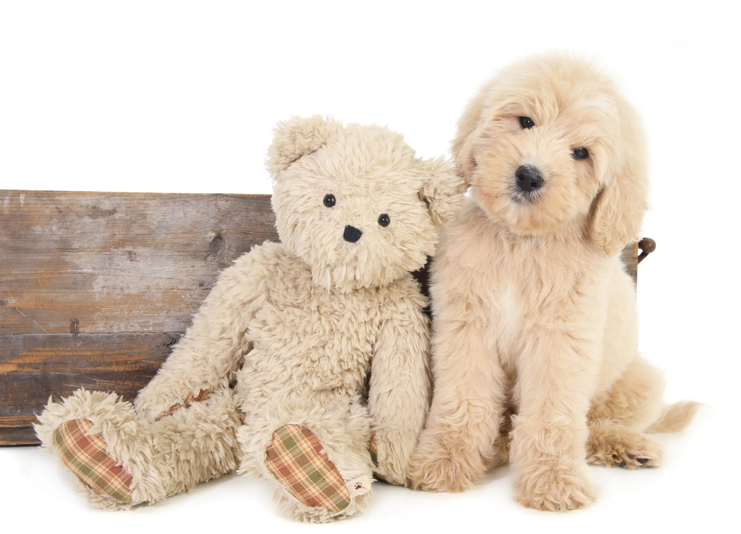 a English teddy bear goldendoodle puppy with a real teddybear