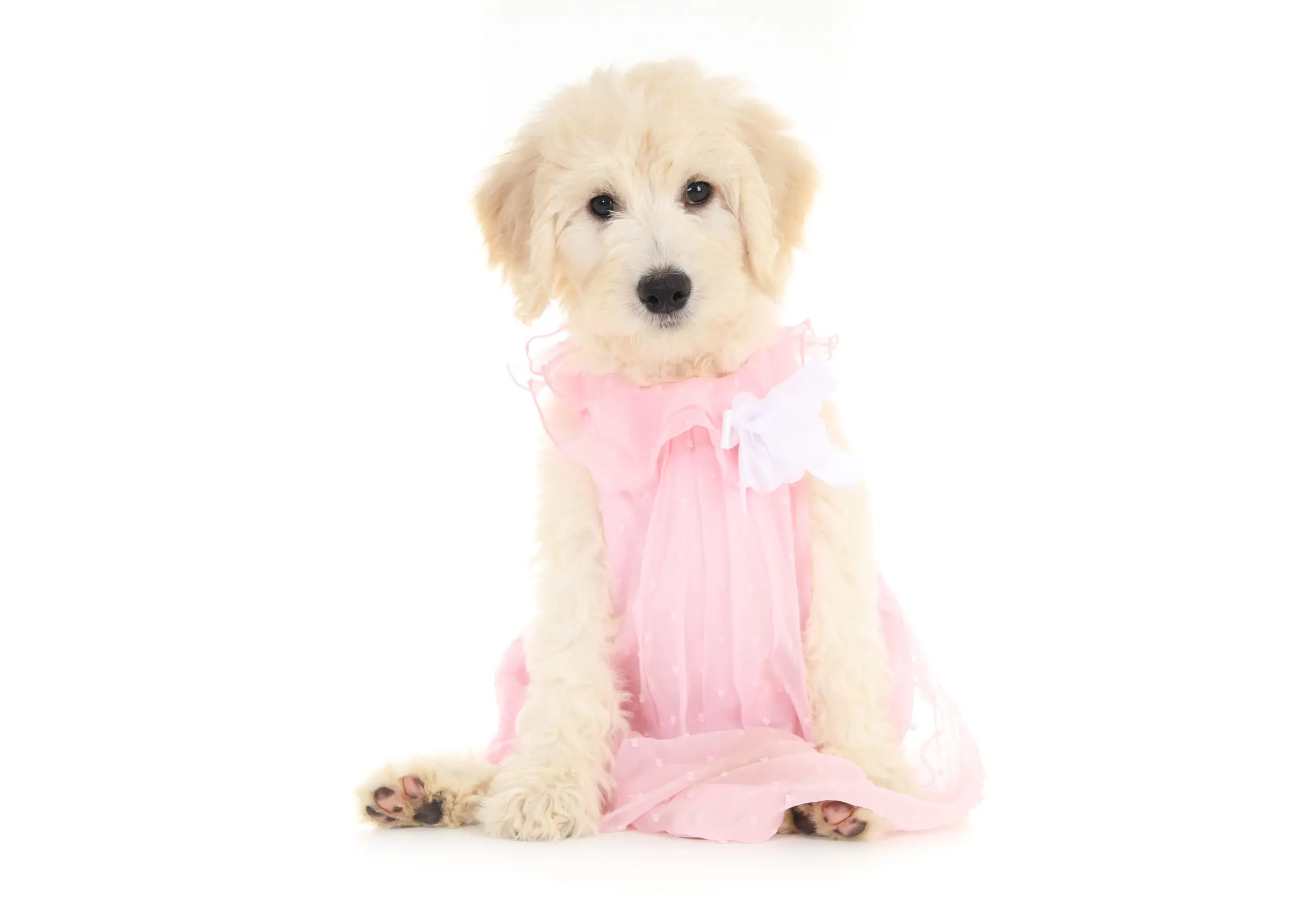 mini English teddy bear golden doodle puppy in a pink dress