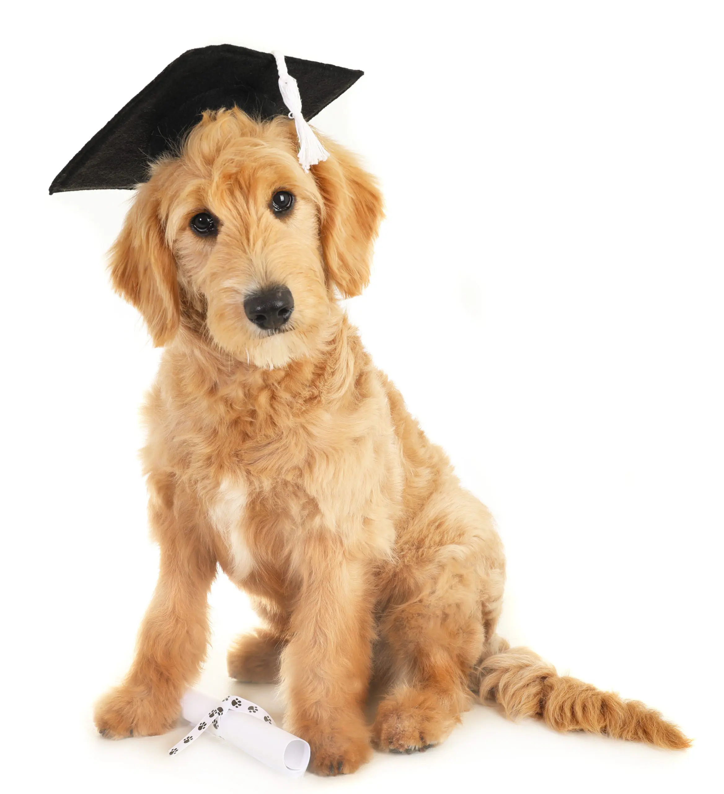 a goldendoodle with a graduation cap on his head