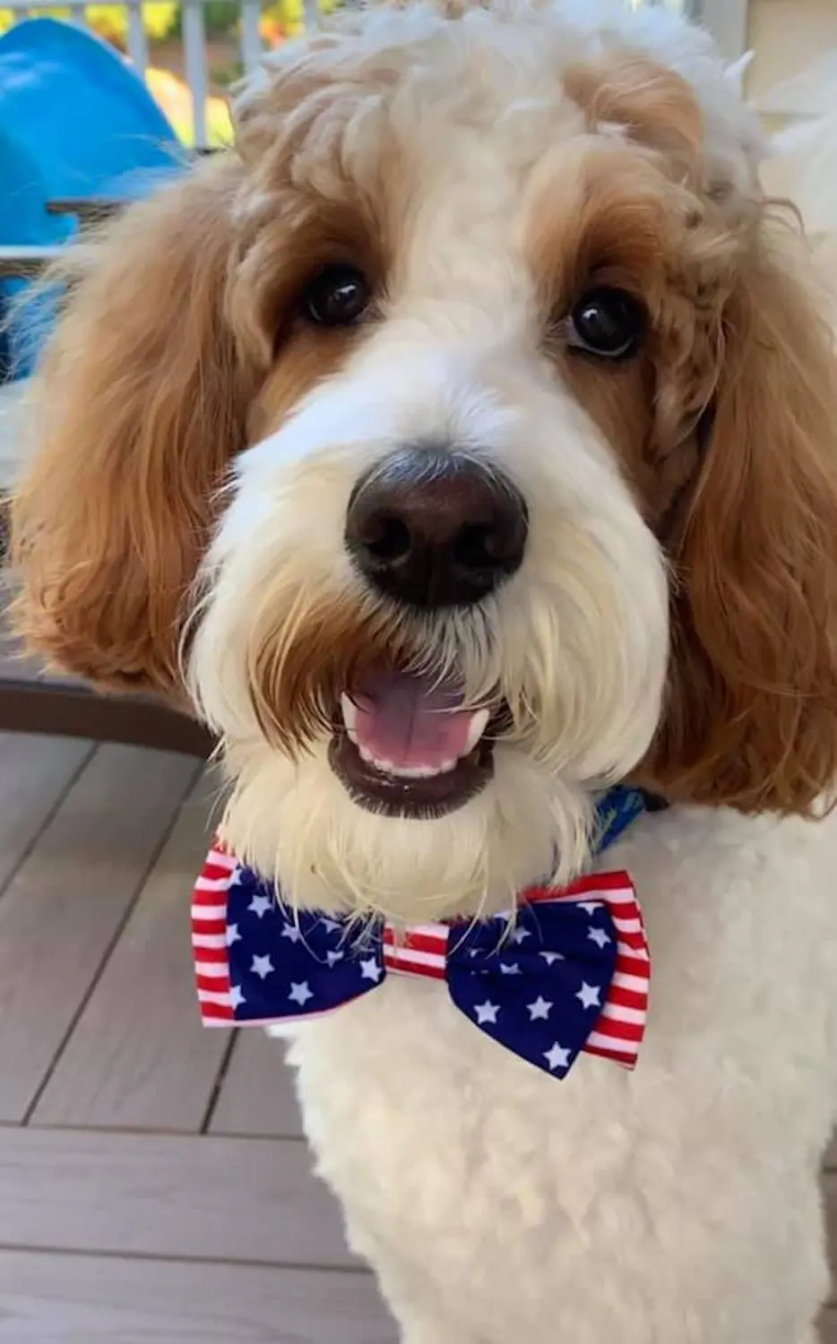 F1BB red and white parti Golden Doodle with American flag bowtie