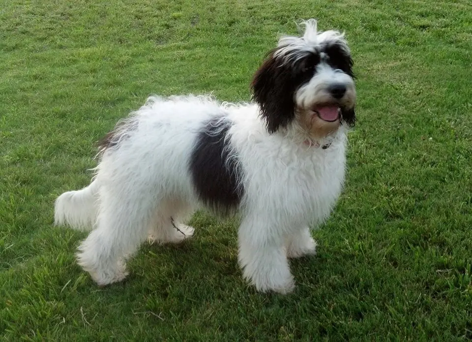 a miniture f1bb English teddy bear golden doodle