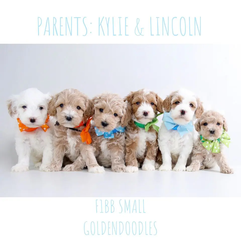 a group of adorable f1bb mini English teddy bear goldendoodle in a photoshoot