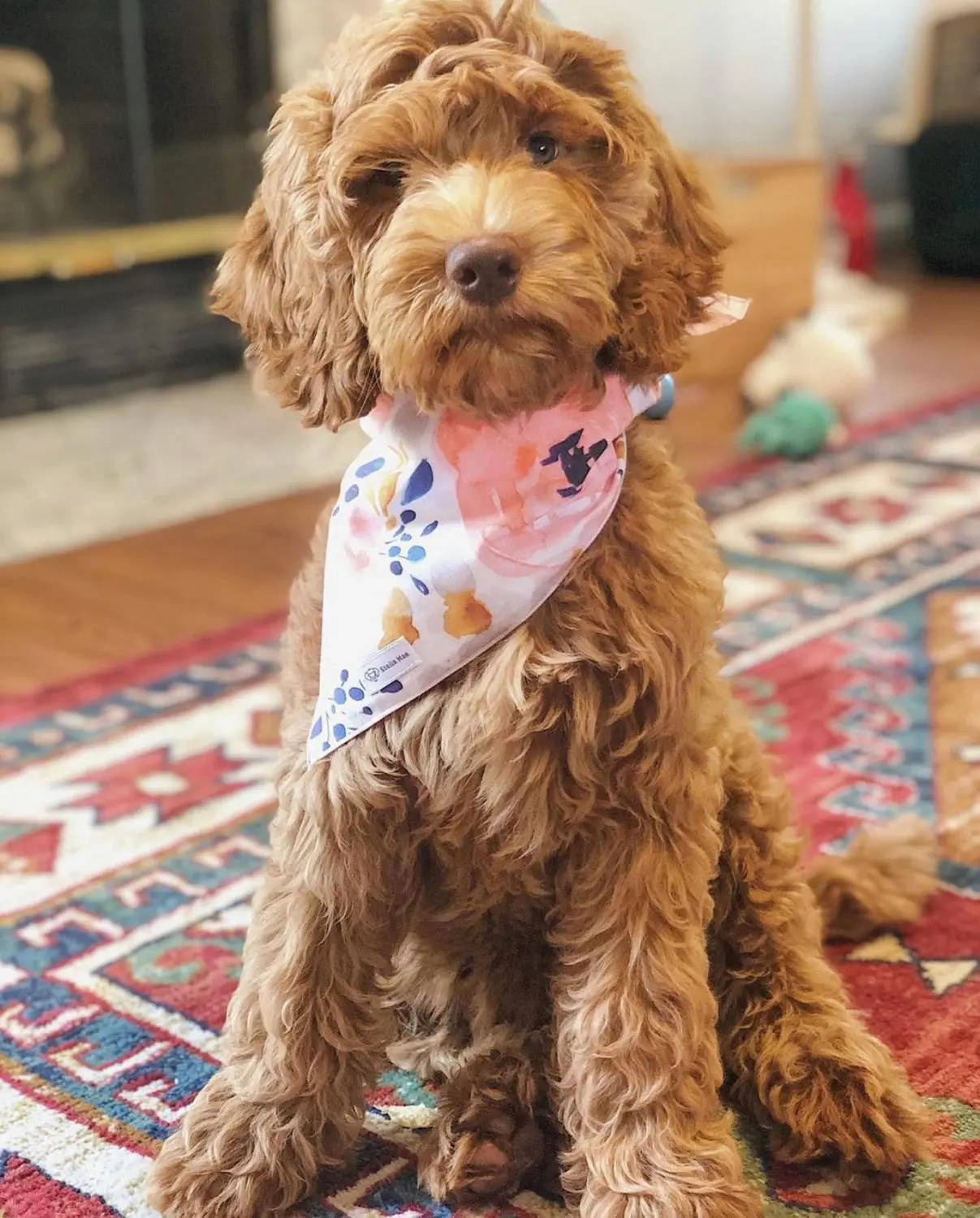 The f1bb golden doodle in the adolescence phase is a cute and playful pup. His golden fur is soft and shiny, and his loving eyes are full of mischief. This young dog is full of energy and loves to play, but he's also a loyal and affectionate companion.