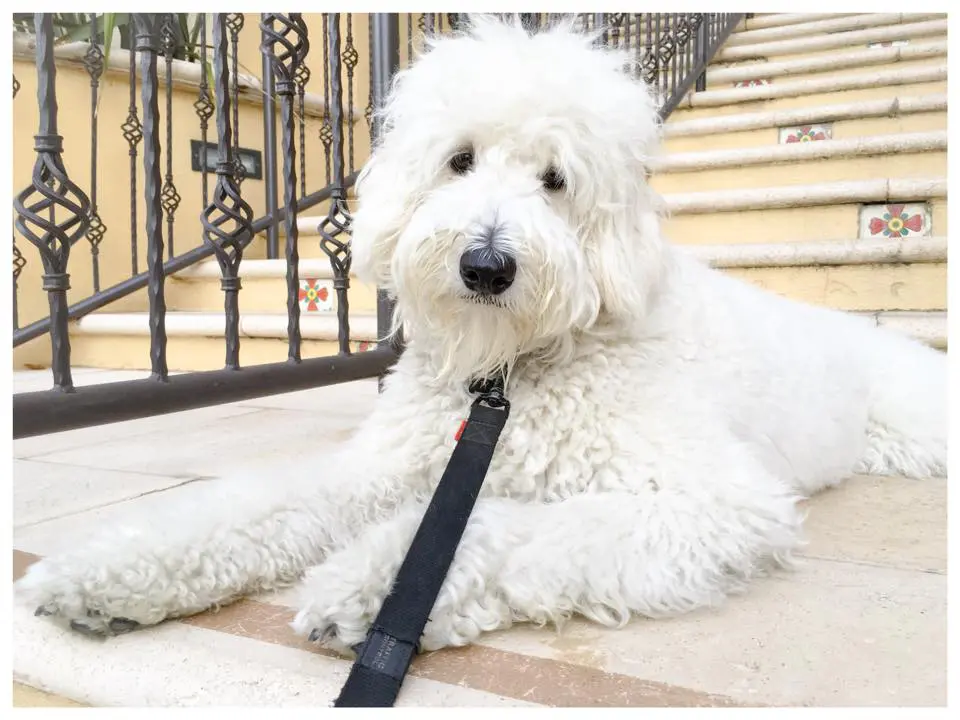 a large ultra cream F1b English teddy bear golden doodle laying son a staircase