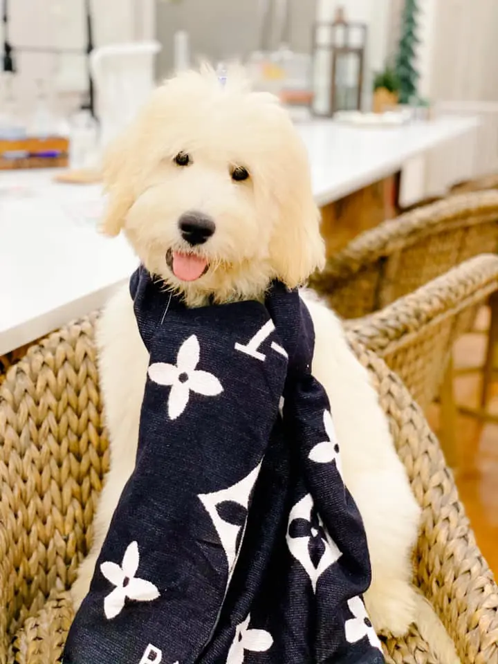 a miniature F1b ultra cream English teddy bear golden doodle in Louis Vuitton scarf