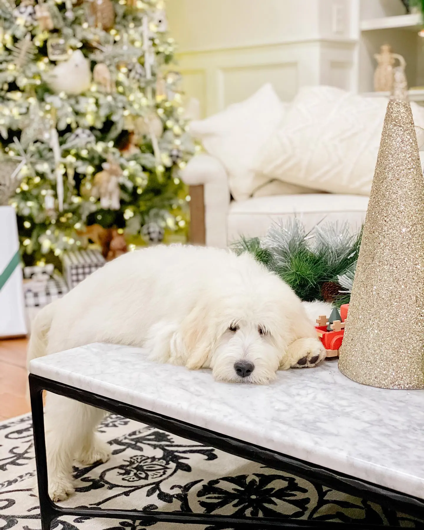 a sleepy f1b miniature English teddy bear golden doodle puppy in front a Christmas tree