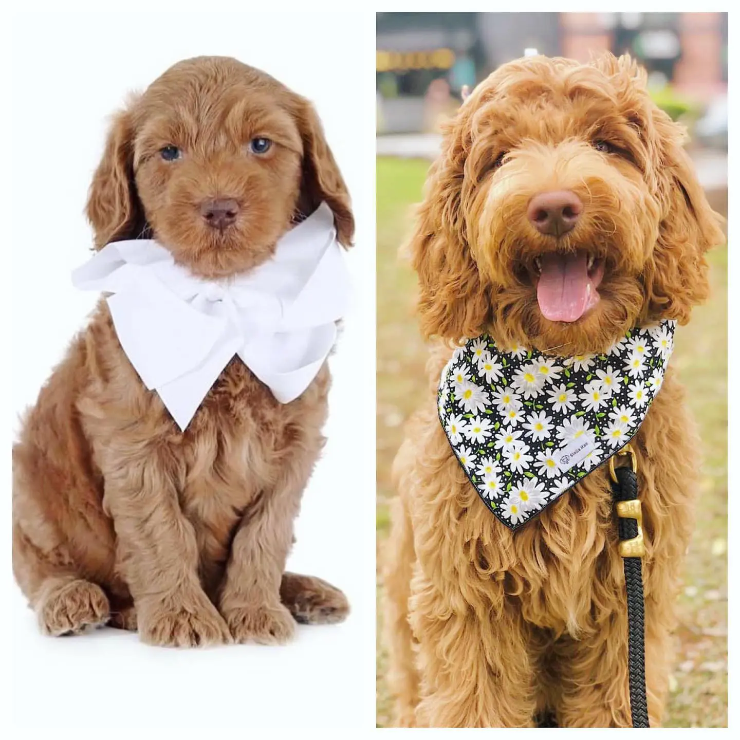 F1 F1BB English Teddybear Goldendoodle Teddy Bear Red Apricot mini side by side puppy and adult