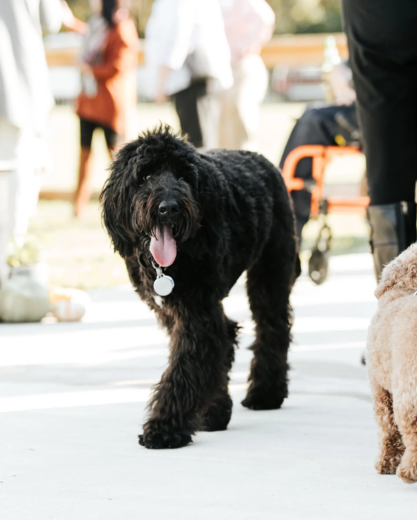 An example of why you should get a black golden doodle from Smeraglia Teddybear Goldendoodles