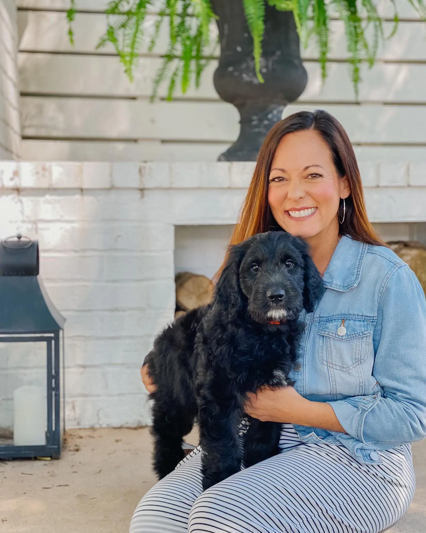 An example of a black goldendoodle puppy. It shows the unique colors of the golden doodle.