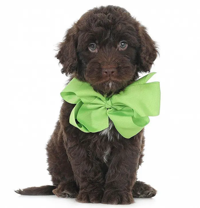 mini f1bb chocolate English teddybear goldendoodle puppy with a green bow