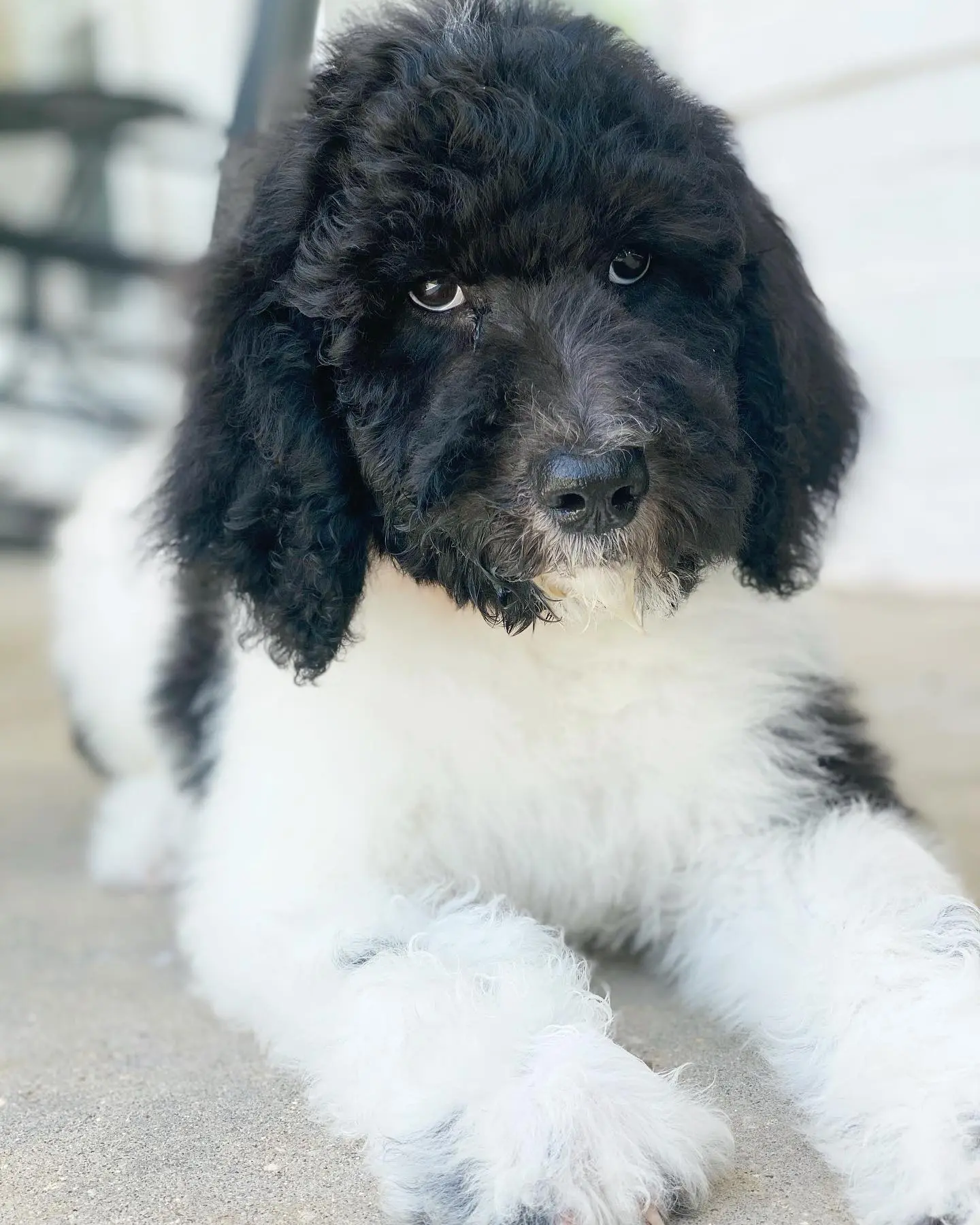 The black and white parti golden doodle is a beautiful dog, and would make a great addition to any family. The coloring of these dogs is so unique and beautiful.
