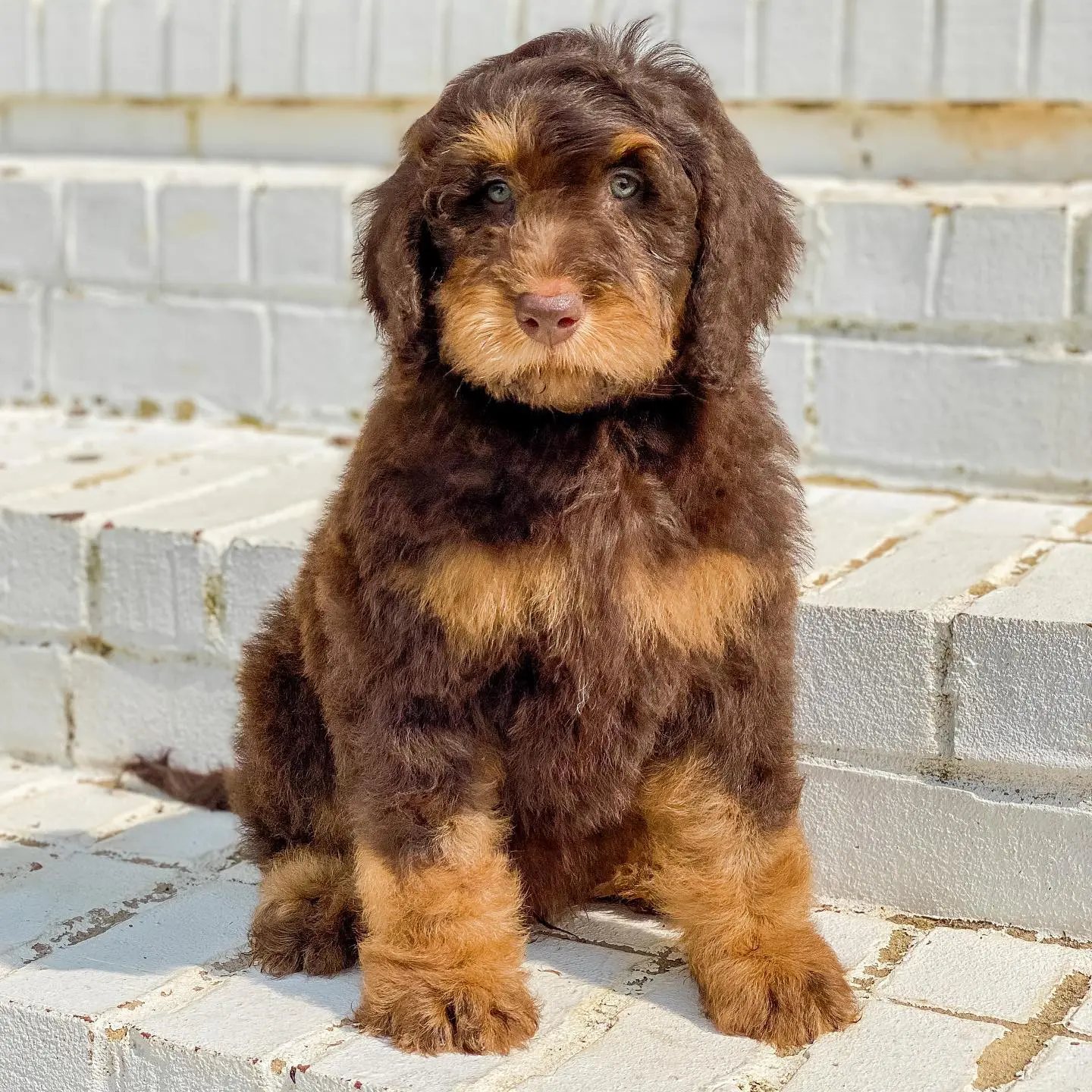 chocolate and tan miniature f1bb English teddy bear golden doodle on staircase