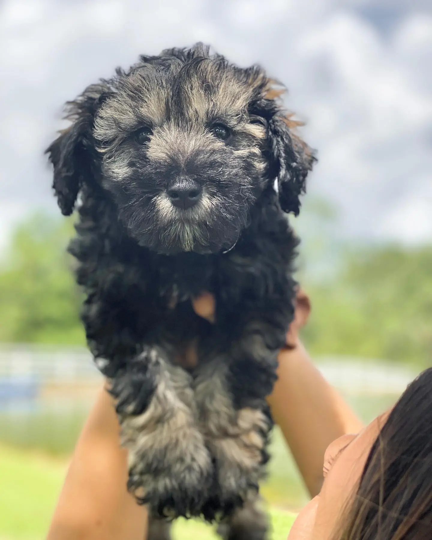 The wookie's golden fur is particularly striking against the dark backdrop of his darker fur, and his unique markings make him a rare find. Smeraglia is able to produce rare colored Goldendoodles like the Phantom, Wookie, Black and White Pari, Wookie Parti, and Silver.