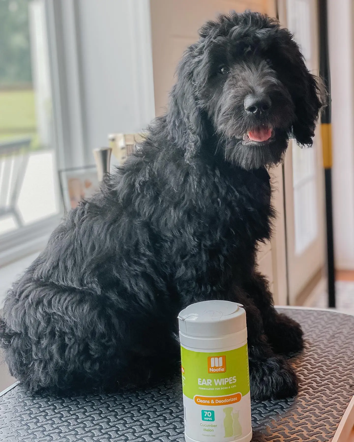 An example of an adult black golden doodle.