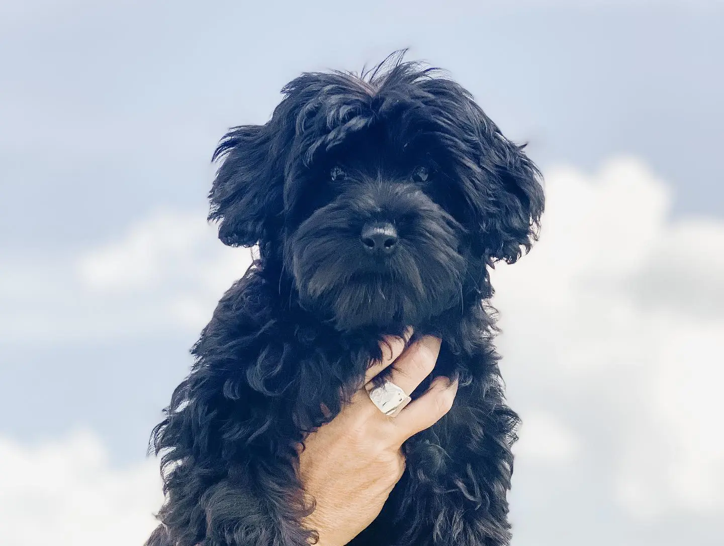 mini Black English teddybear goldendoodle from Smeraglia.