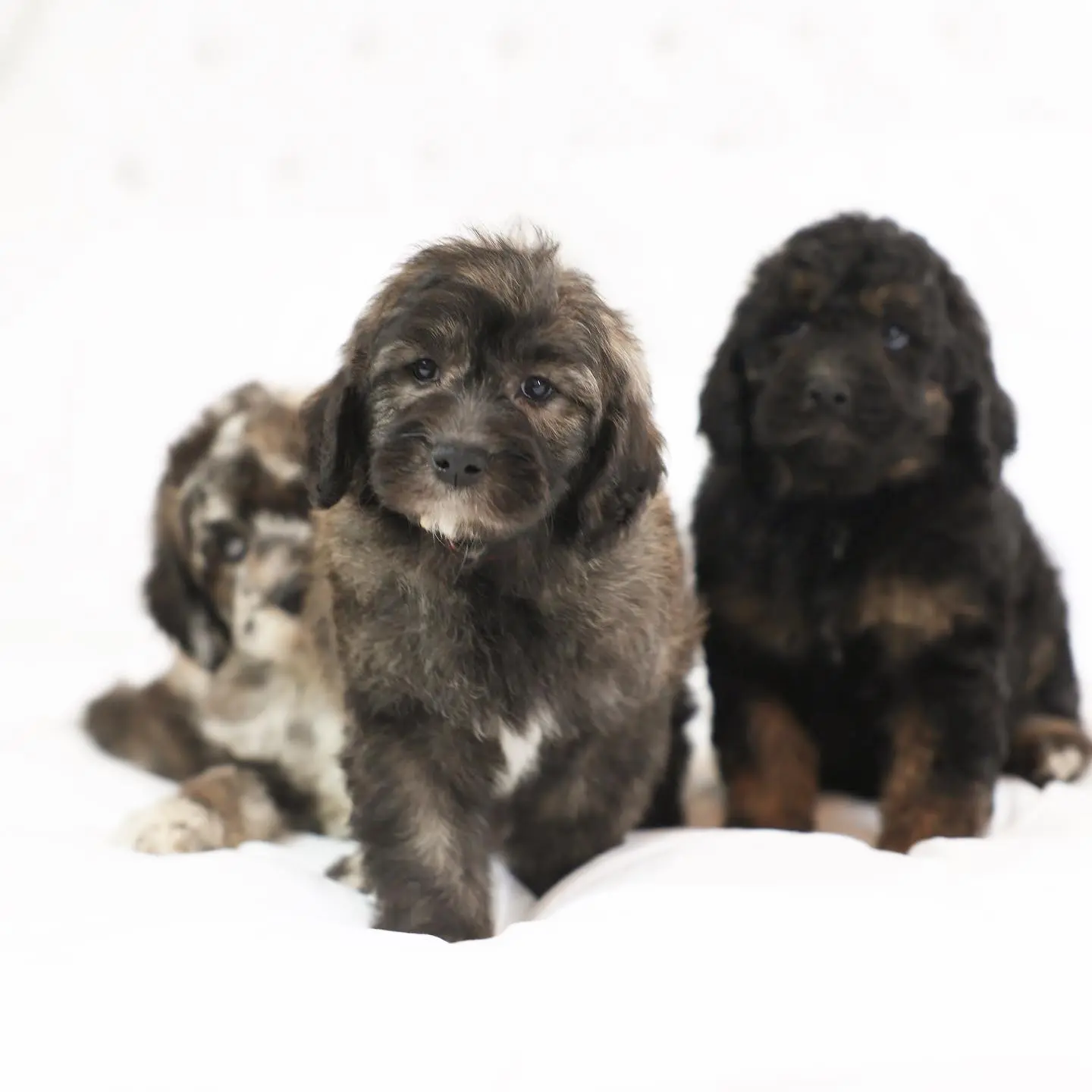 The golden doodle is a unique breed of dog that has a variety of markings that can be found on its coat. This image shows a side-by-side comparison of the rare markings found in golden doodles. The markings on the left-hand side of the image are that of the wookie, the middle is silver, and the right is phantom.