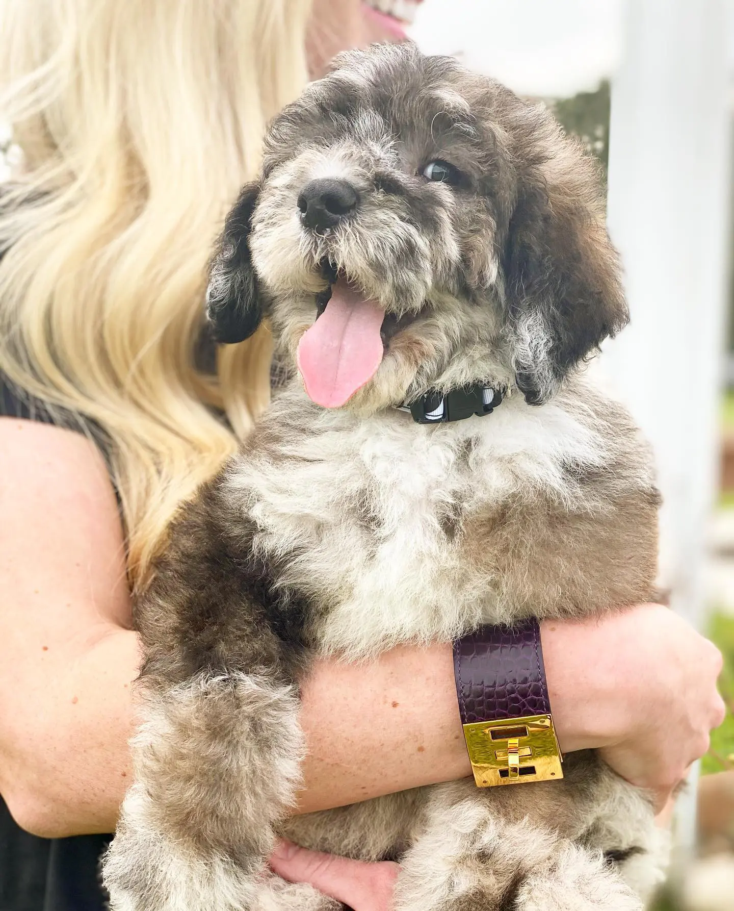 The wookie golden doodle is a majestic creature, worthy of your admiration. With its luxurious, grare fur and friendly disposition, it is sure to win your heart.