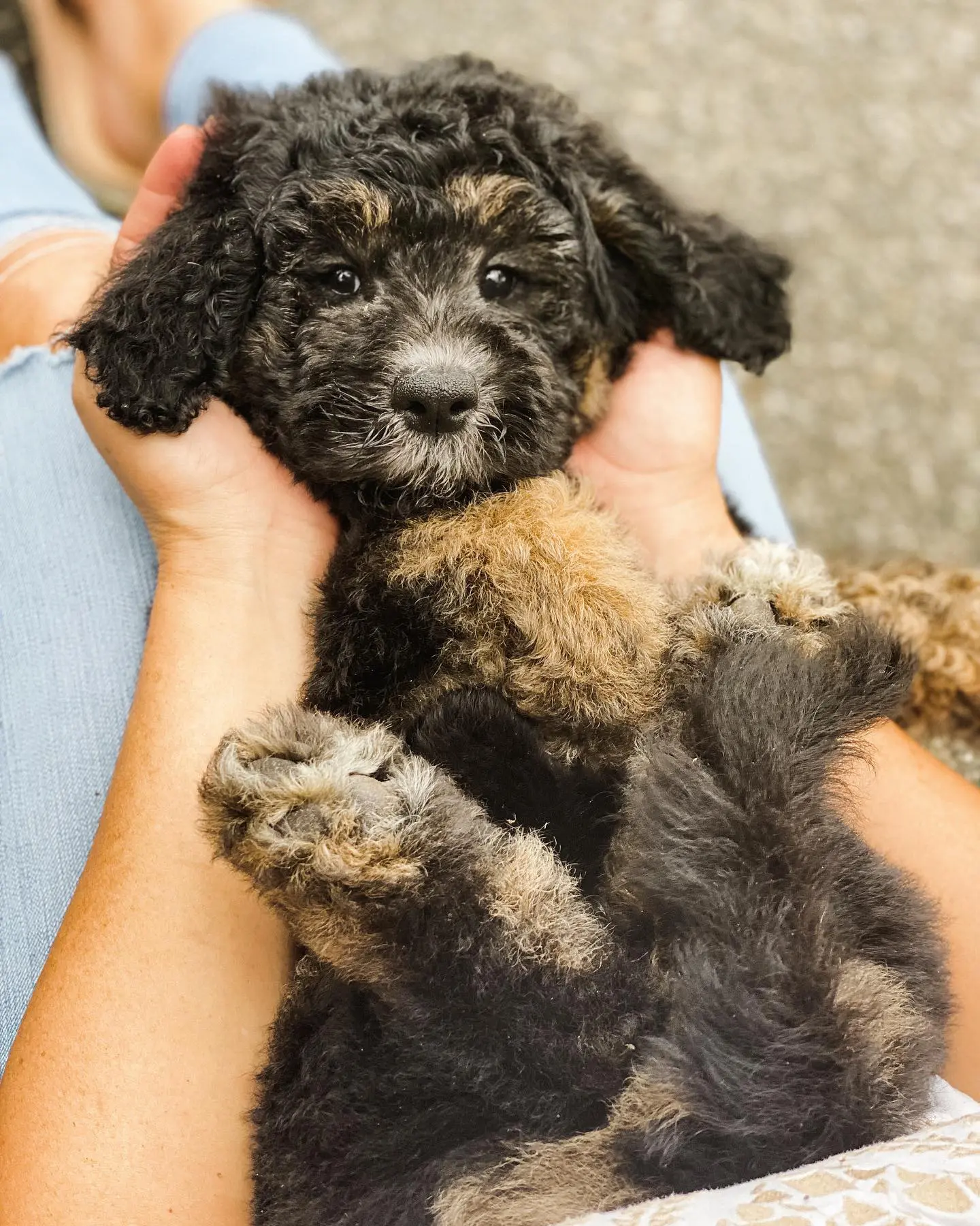 The wookie golden doodle is being held by its new owner, who seems to be very happy with it. The wookie golden doodle is a beautiful dog, and its new owner seems to love it very much.