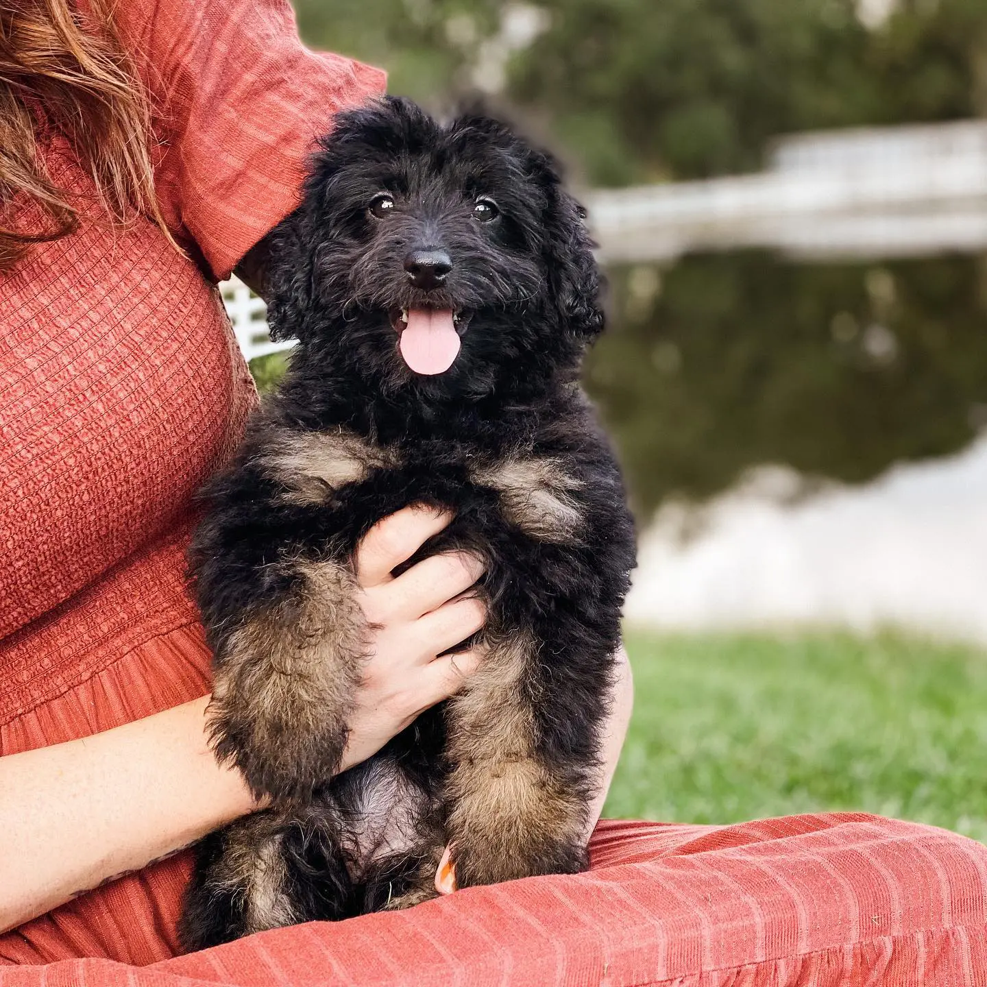 The wookie golden doodle is being held by his loving owner who seems very proud of him. The dog is looking happy and healthy, with a beautiful, rare coat.