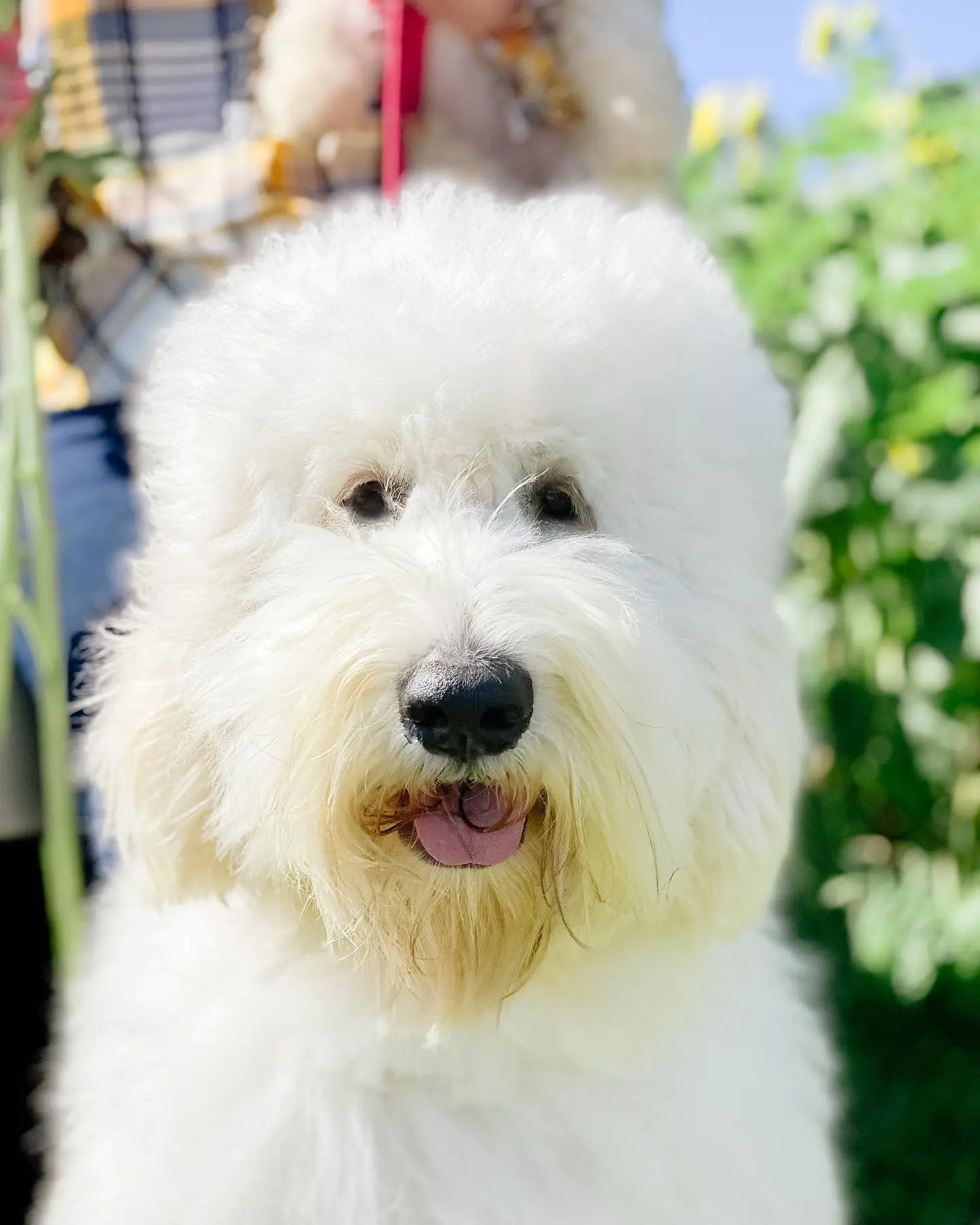 a large ultra cream F1B English teddy bear goldendoodle smiling