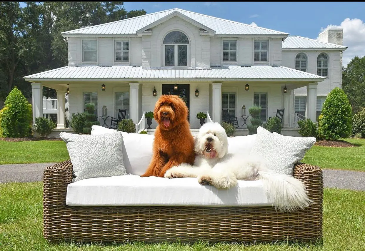 red and white large f1b English teddy bear goldendoodles on a couch together