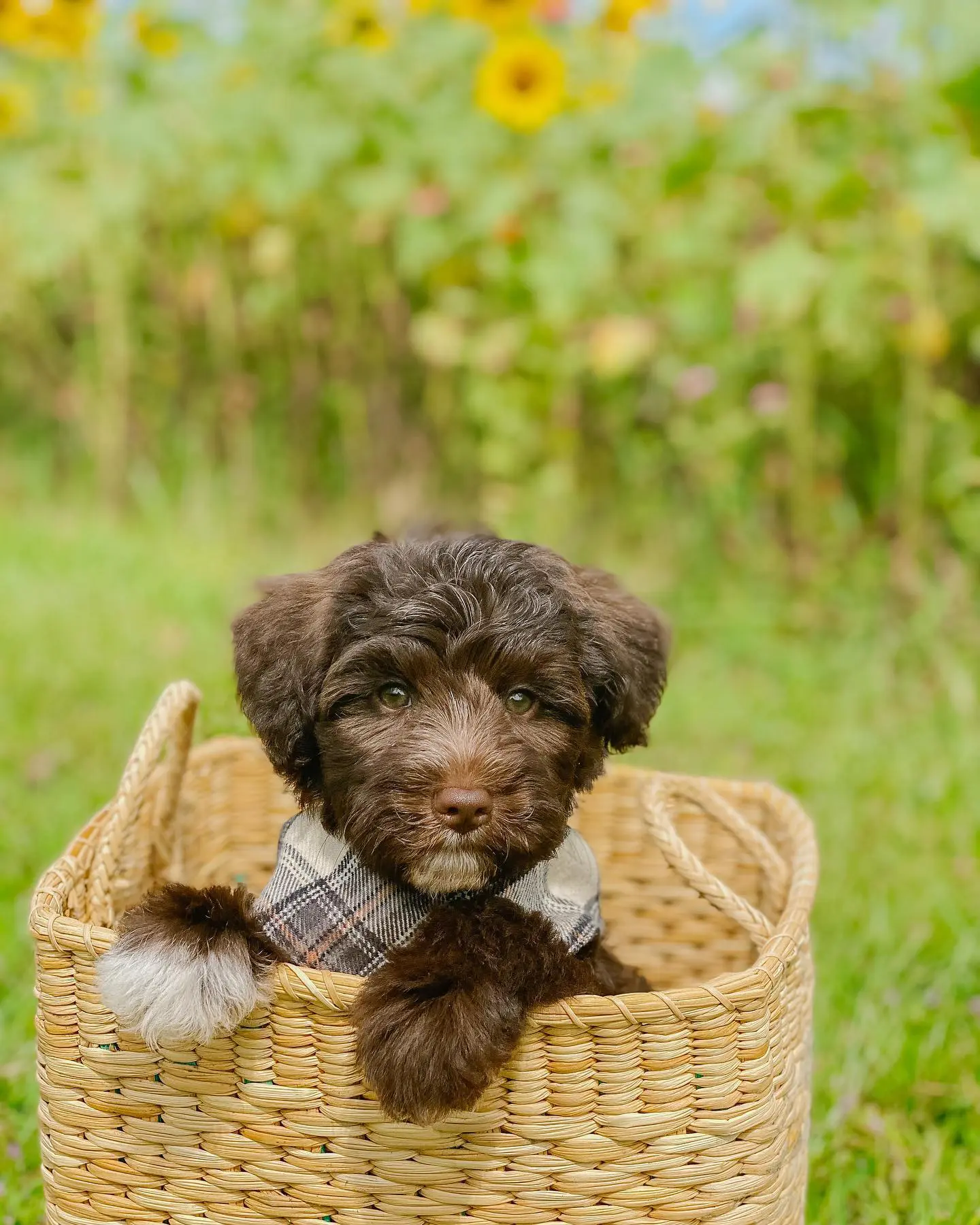 miniature f1bb chocolate English teddy bear goldendoodle puppy in a wicker basket
