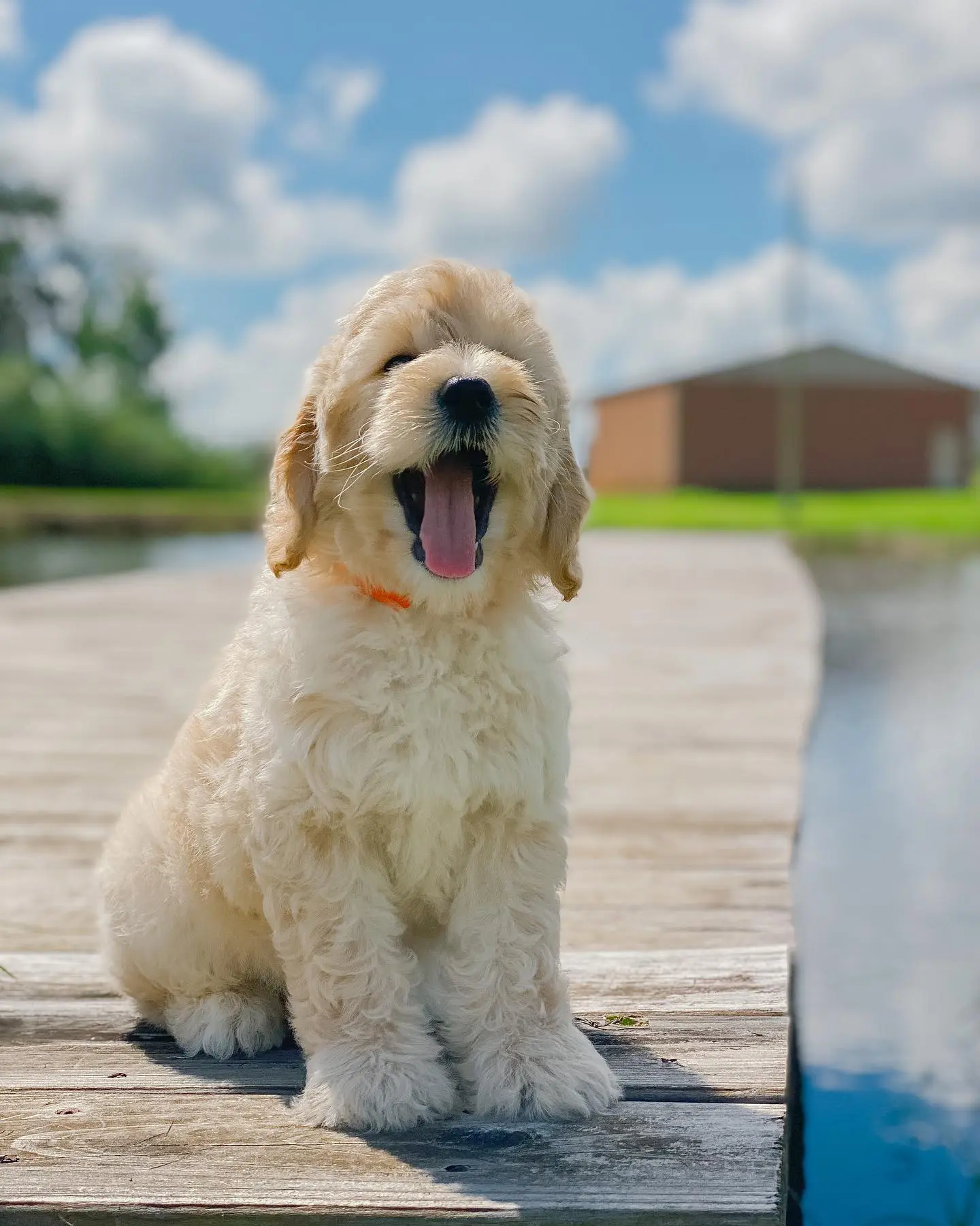 happy f1b mini English teddybear goldendoodle puppy on a pier