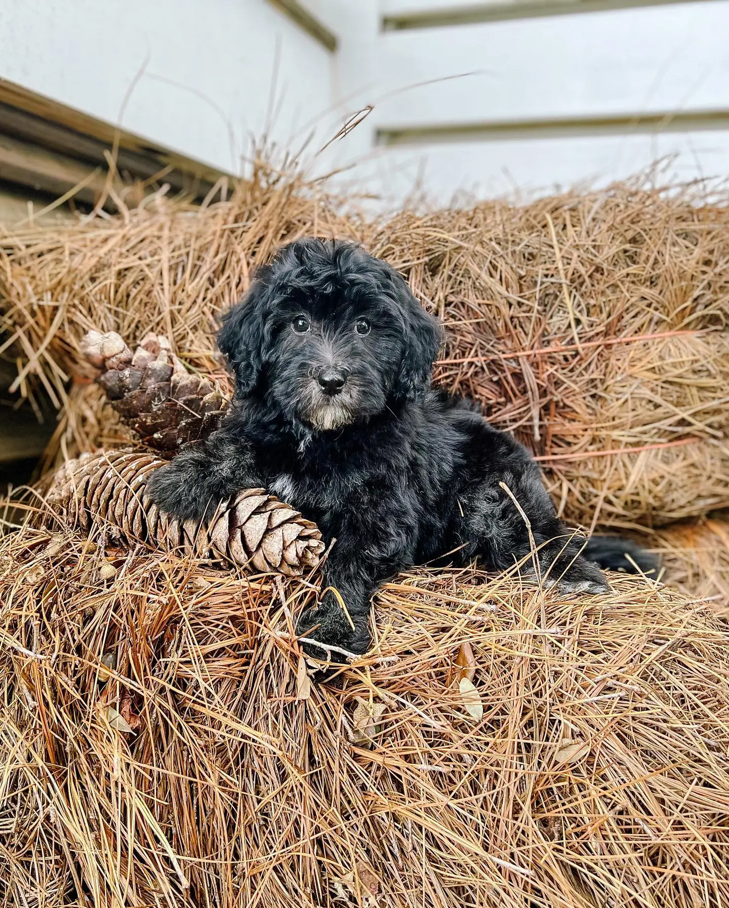 You should get a black goldendoodle. They look like little black bears.