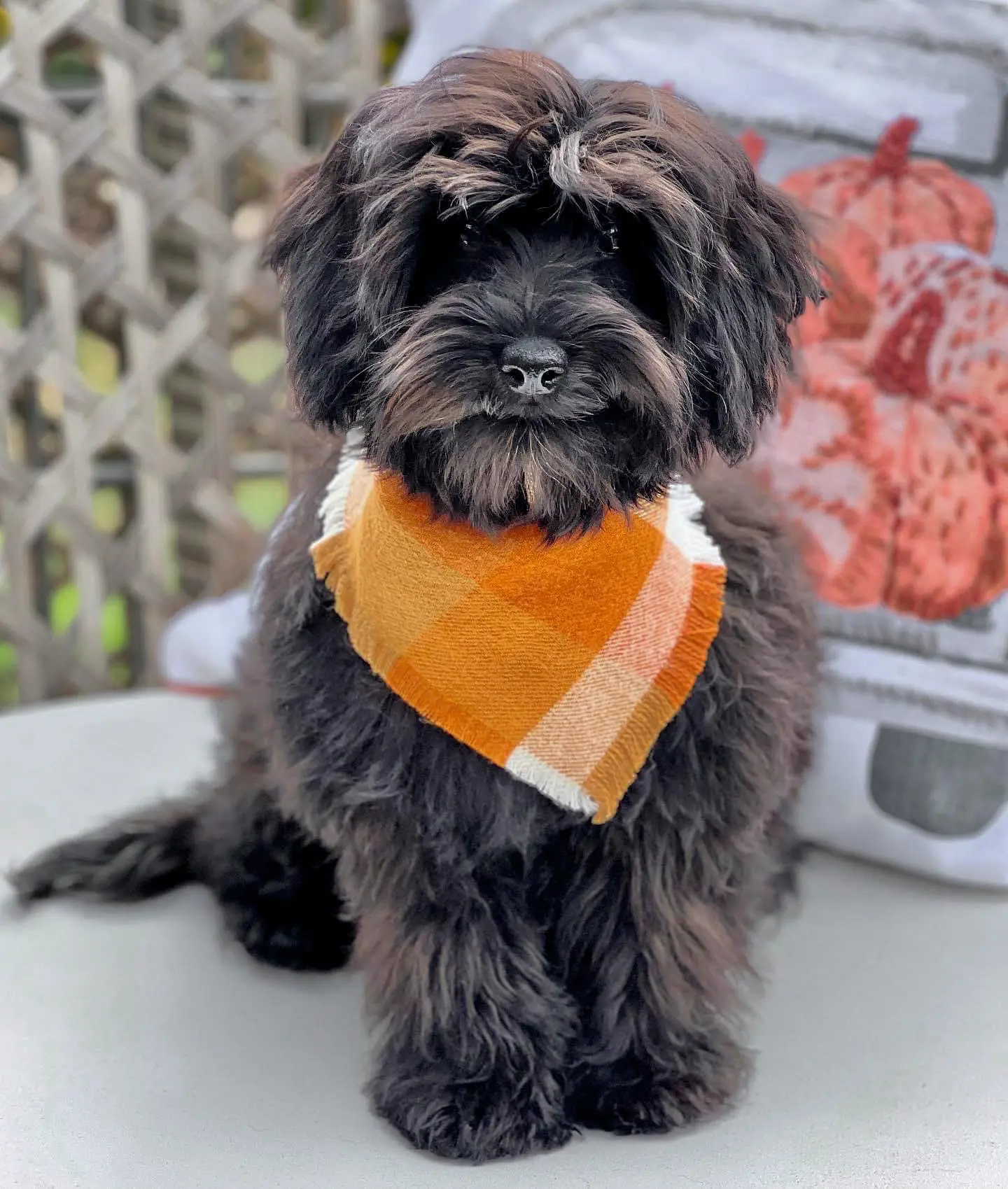 A black golden doodle puppy wearing a handkerchief.