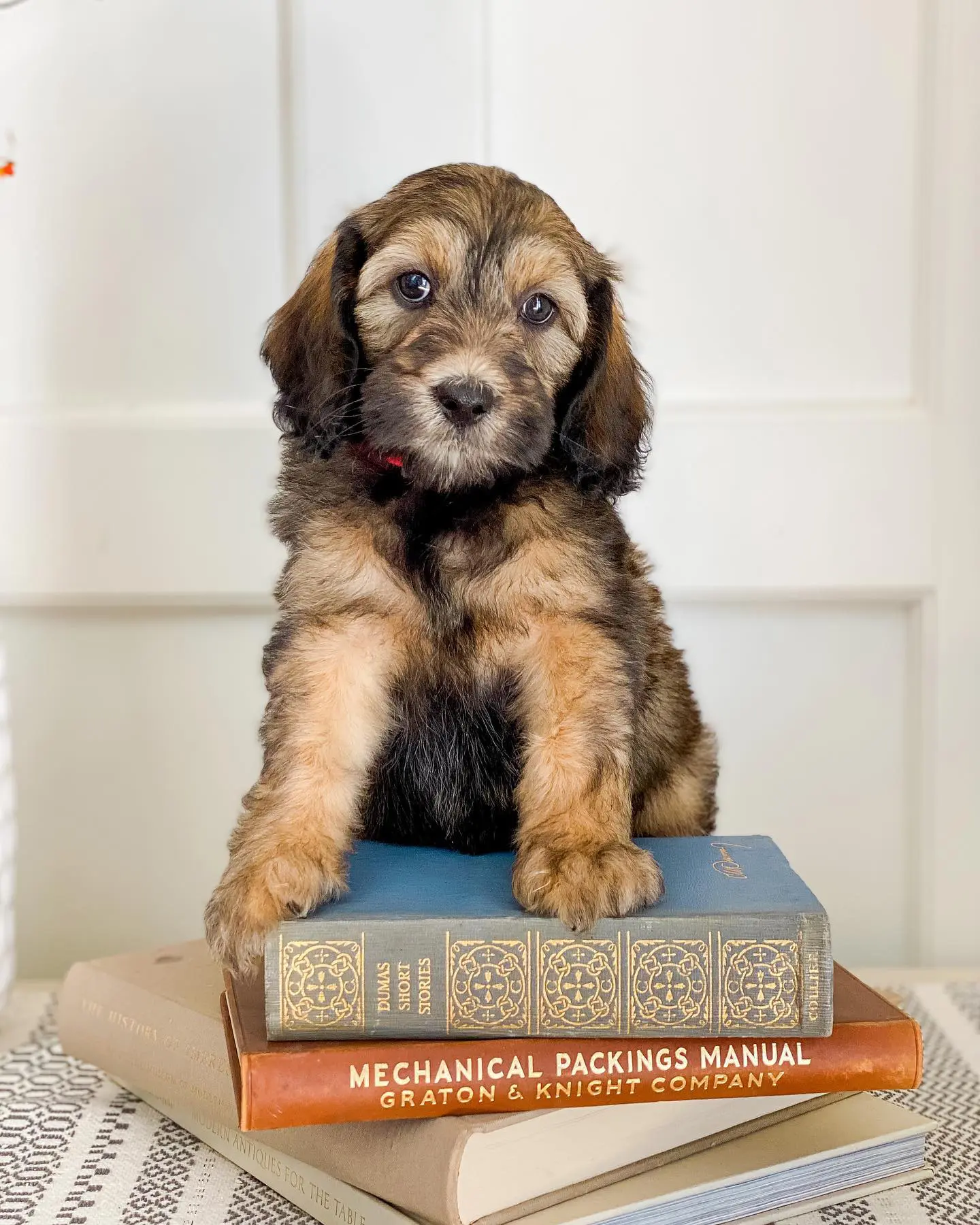 The Wookie golden doodle is a beautiful dog with striking markings. Its fur is a light gold color, and its muzzle, chest, and paws are all black. This dog is definitely one of a kind, and its owners are very lucky to have it.