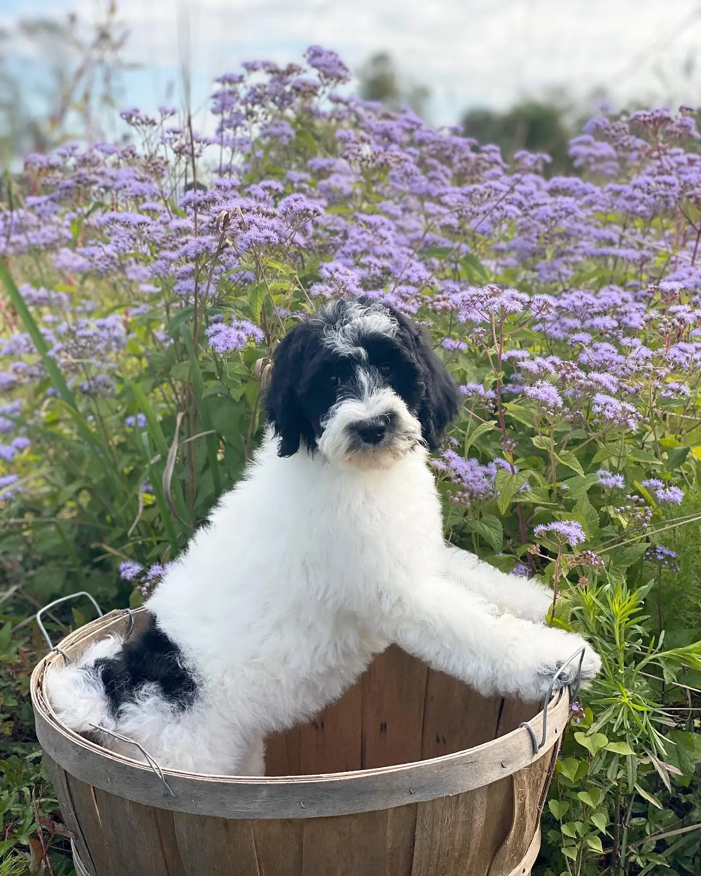 The black and white parti Goldendoodle is a beautiful dog with unique markings. They are very friendly and make great pets.