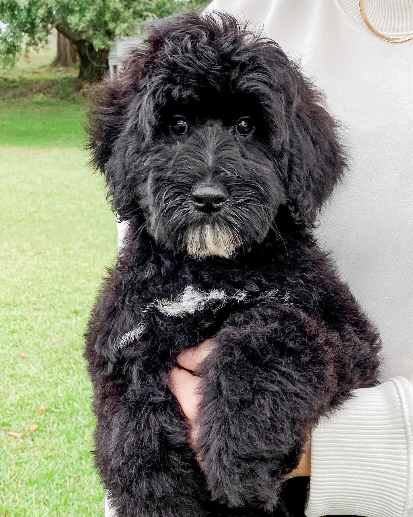 The Smeraglia Teddybear Goldendoodle is a beautiful, deep black color. This unique coloring makes them stand out from other Goldendoodles, and makes them a popular choice for pet owners. They are also allergy-friendly, which makes them a great choice for families with allergies.