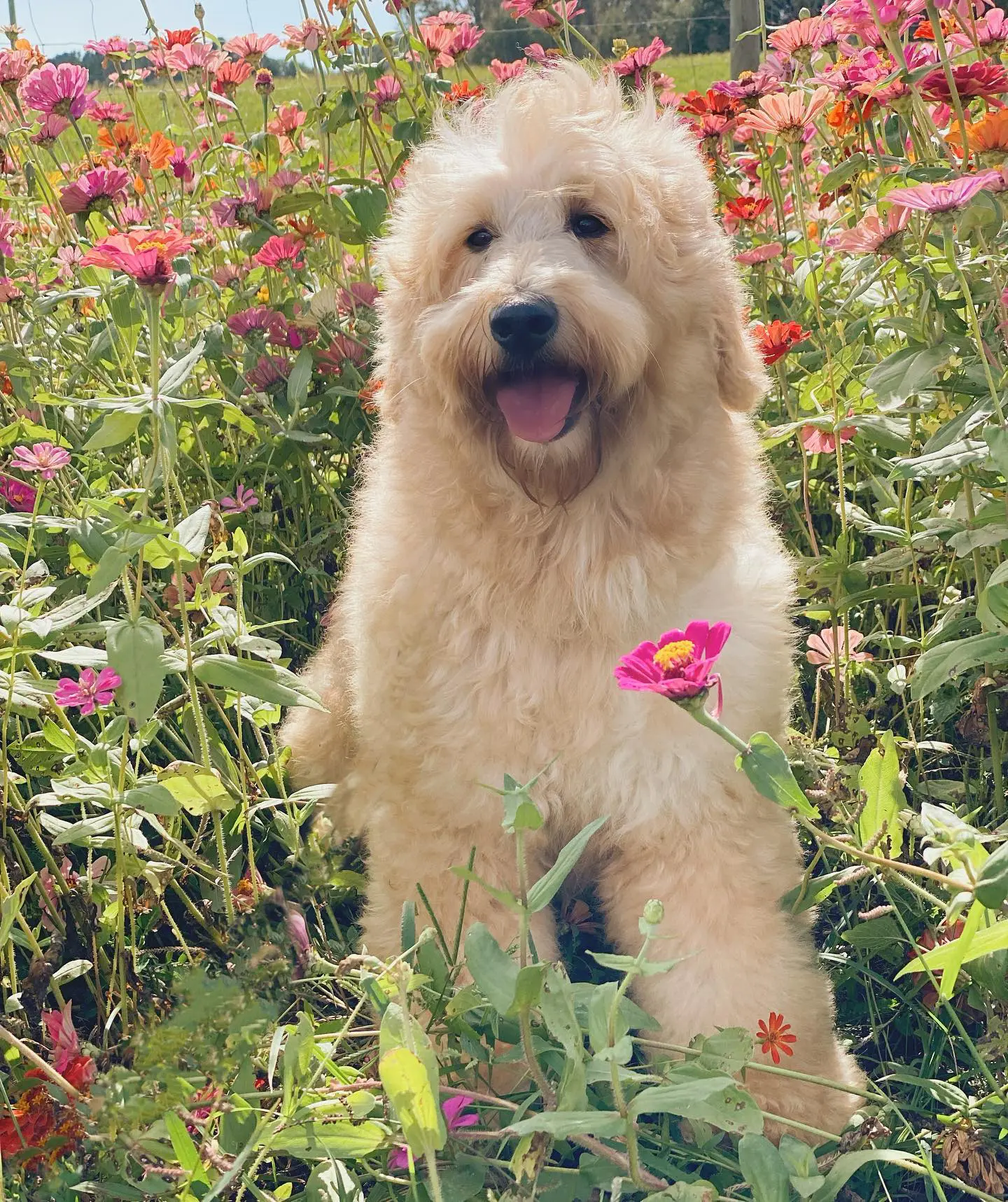 mini f1bb English teddy bear goldendoodle in field of flowers