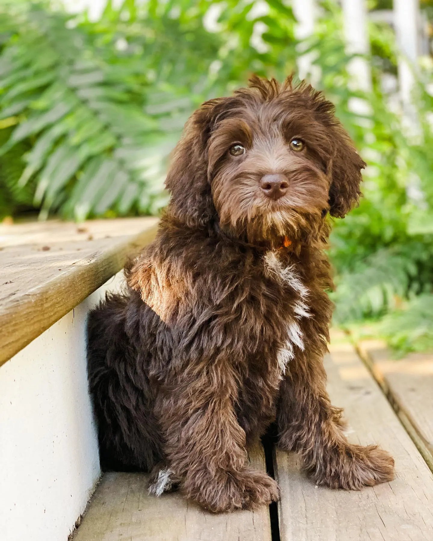 Coats Chocolate Teddy Bear Golden Doodles