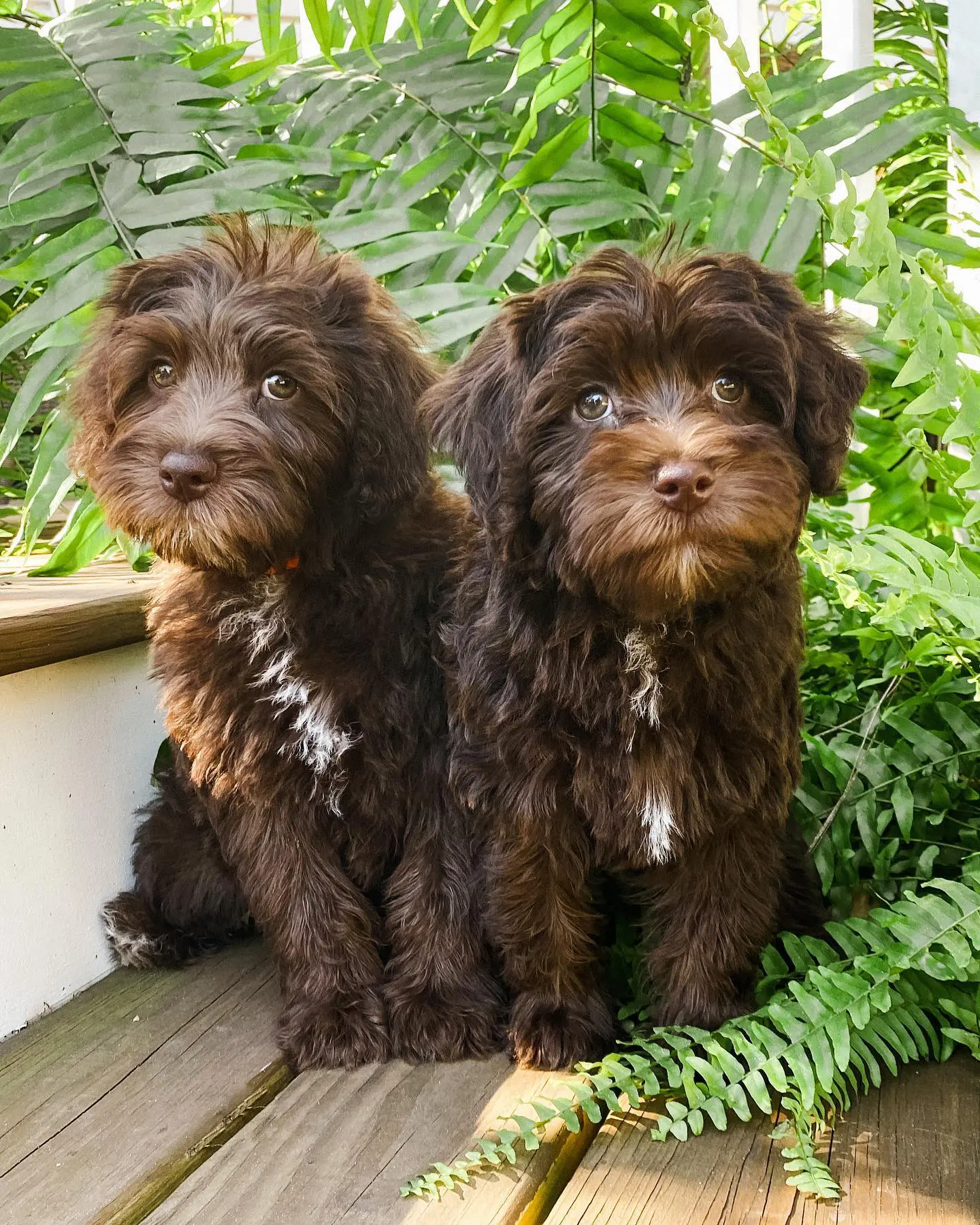 Chocolate teddy bear dog deals