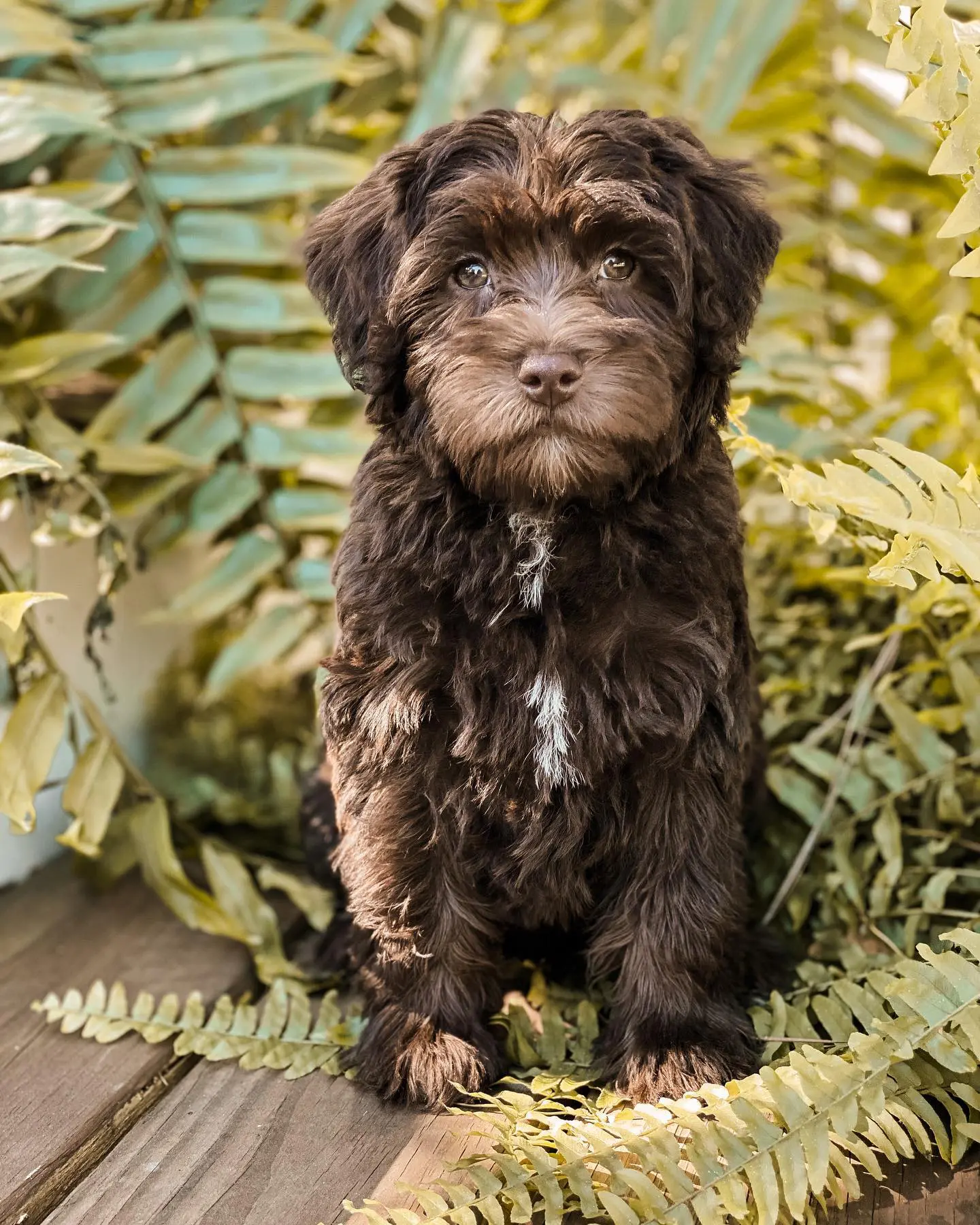 Chocolate schnoodle store