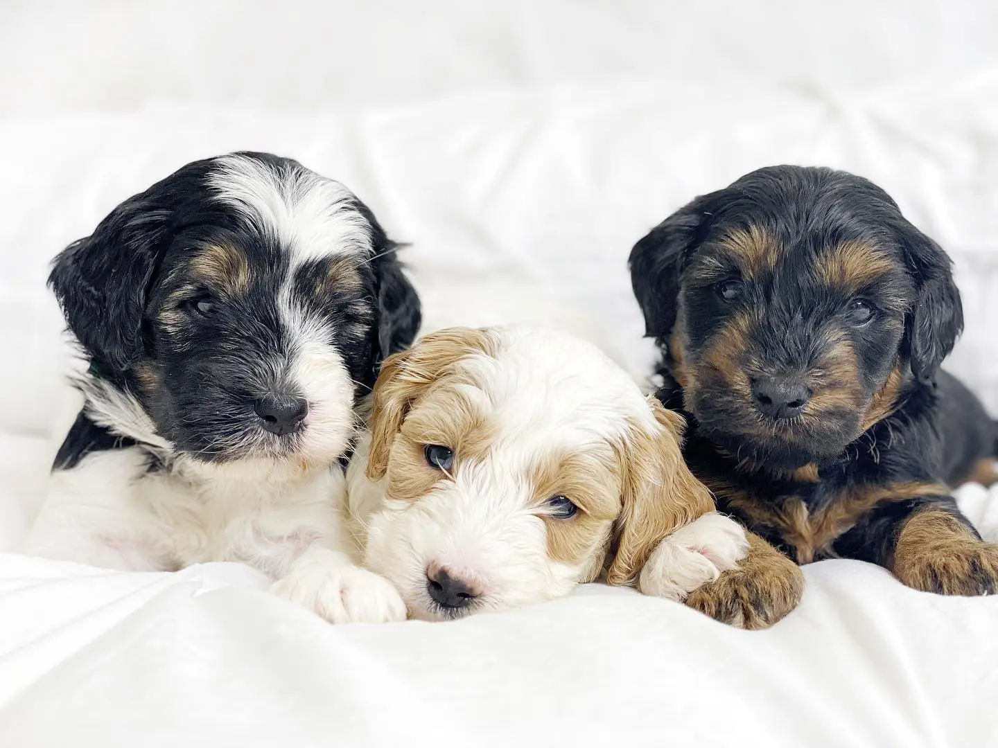 The three golden doodles in this image are all unique in their own way. The phantom golden doodle is the rarest and unique of the three, as it is the only one with a completely black coat. The Wookie golden doodle is also quite unique, as it is the only one with a brown and white